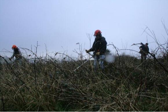 The chap on the right is raking the mowings, which were burnt. Removing the debris reduces the fertility of the soil, which reduces the vitality of the rank vegetation; 10th January 2013.