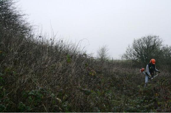 Looking N towards the NE corner of the site, just outside the garden wall, clearing the vegetation about 3m wide of the site boundary to allow for public access as well as room for spoil from any trenches; 10th January 2013