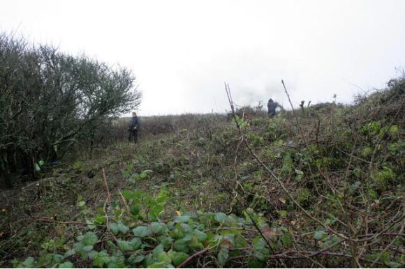 Looking S towards SE corner of the garden boundary wall just under the Prunus scrub; 10th January 2013