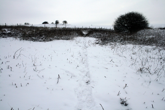 Looking N towards cottage site in brambles on right; January 21st 2013.