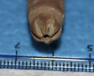 Rosette crimped blank .303 cartridge, made by The Royal Laboratory, Woolwich Arsenal, 1893-1904.