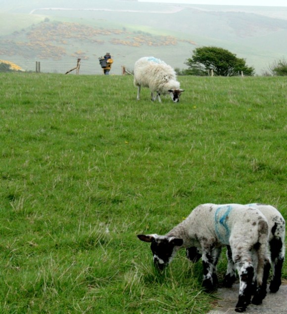 Looking SE towards dig site & Castle Hil NNR