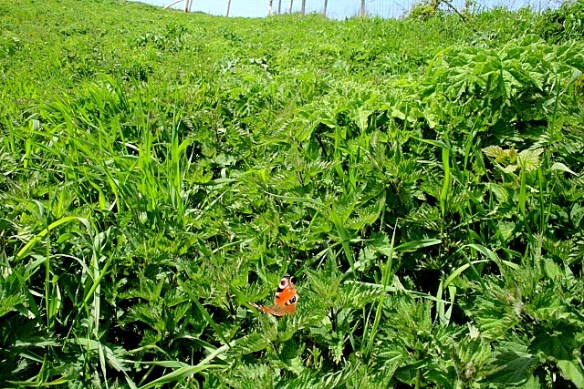 First butterly seen on site!