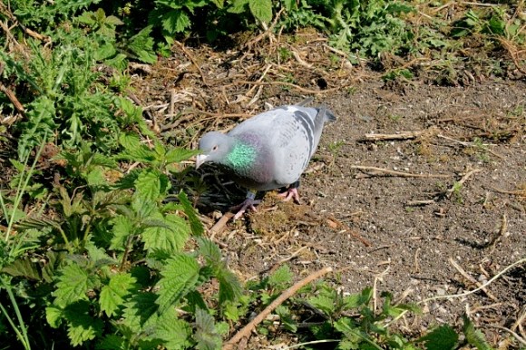 Racing pigeon visitor