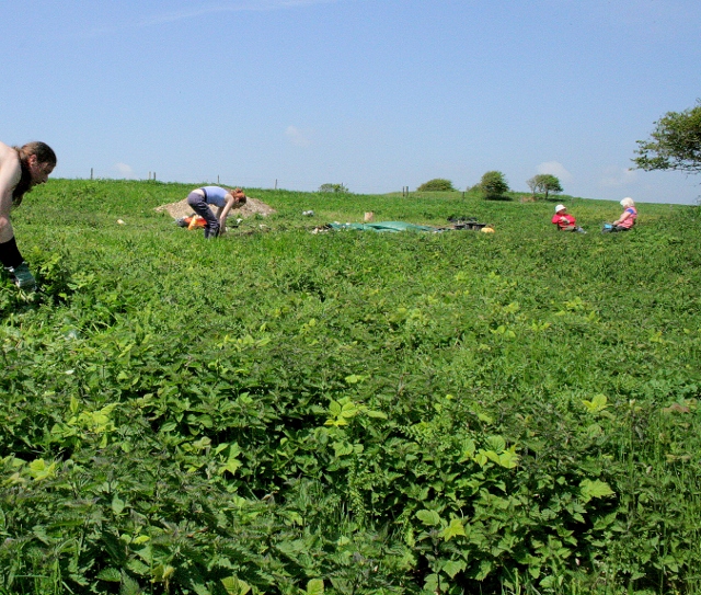 Photo taken from the S end of the former garden of new growth of nettles being cut.