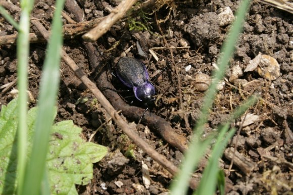 Violet ground beetle
