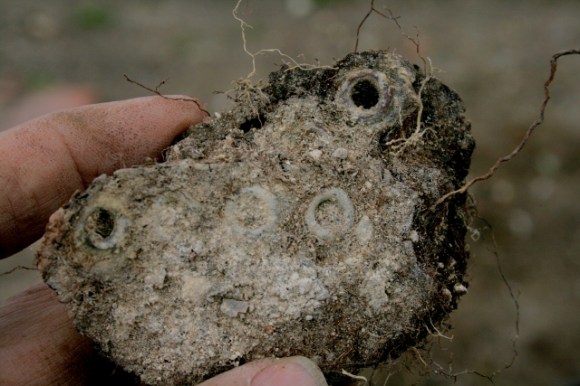 Eyelets from uppers of a child's boot or shoe
