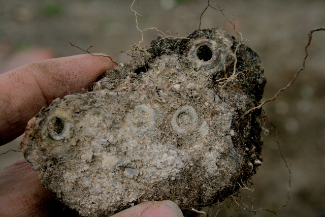 Eyelets from uppers of a child's boot or shoe