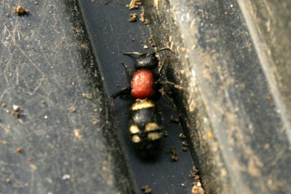  Large Velvet 'Ant', Mutila europaea