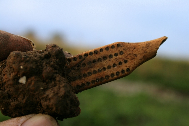 Decorated bone handle(?)