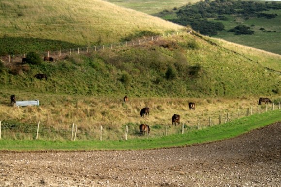Exmoor ponies in Castle HIll NNR