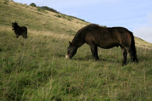Exmoor ponies in Castle HIll NNR