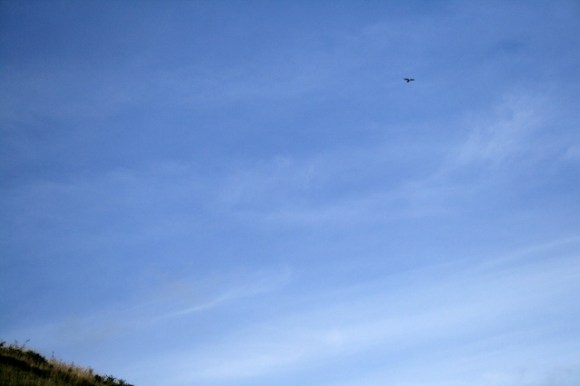 Kestrel (top right) hovering on hillside by Falmer Bottom