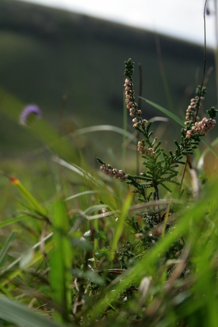Heather, Calluna vulgaris, Castle Hill NNR