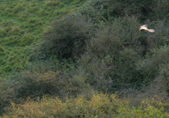 Hunting kestrel over Newmarket Bottom