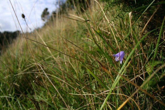 Harebell, Castle Hill NNR