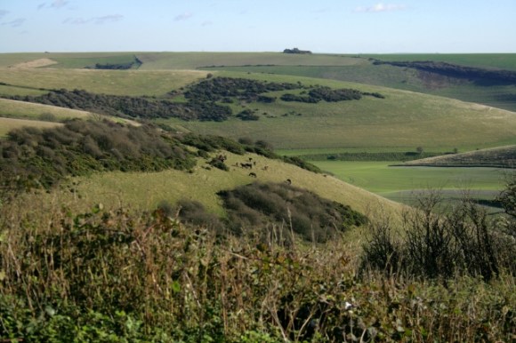 View of Exmoor ponies on Castle Hill NNR from demolition rubble mound