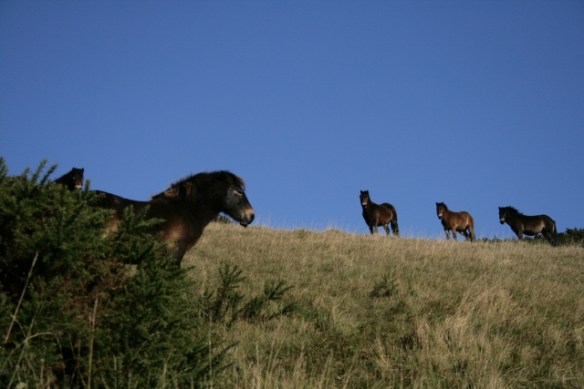 Exmoor ponies Castle Hill NNR