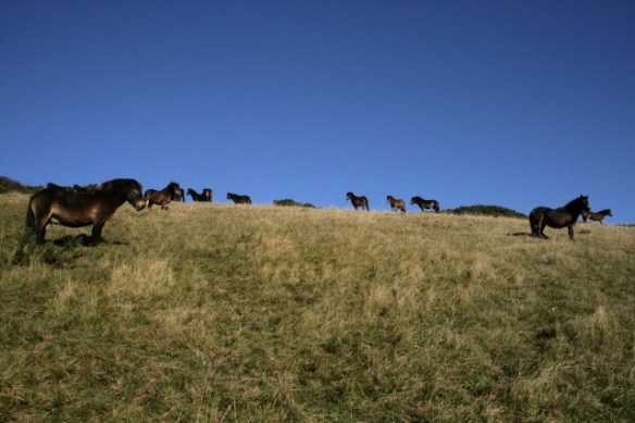 Exmoor ponies Castle Hill NNR