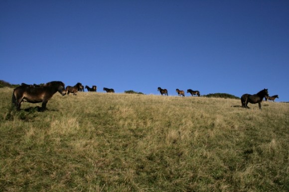 Exmoor ponies Castle Hill NNR
