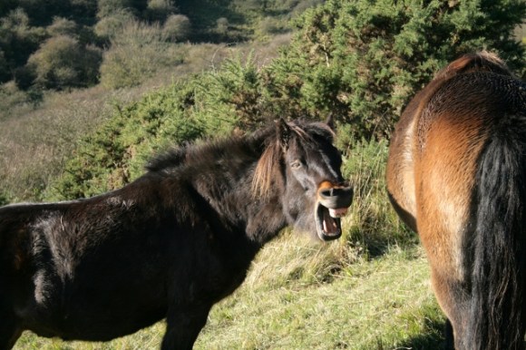Exmoor pony on Castle Hill NNR