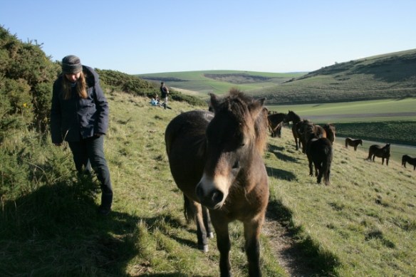 Exmoor ponies, Castle Hill NNR