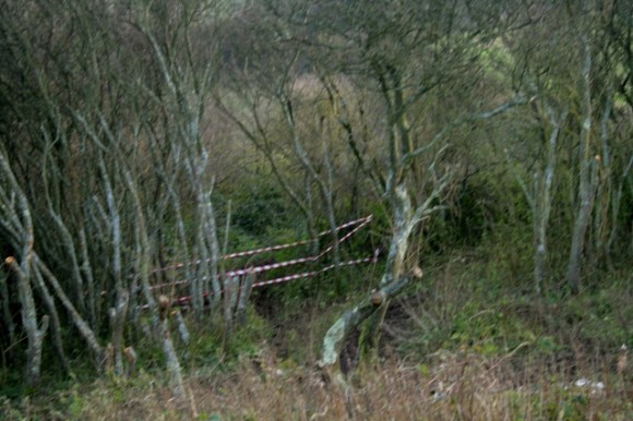 Hazard tape blocking access to dig site via path through prunus scrub