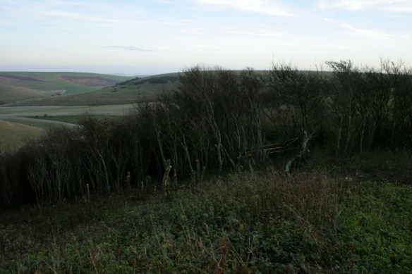 Hazard tape blocking access to dig site via path through prunus scrub