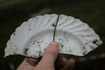 Ceramic side plate shards; 13th December 2013.