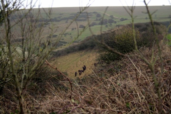 Exmoor ponies sheltering from gales to south of dig site