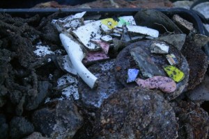 Finds tray at end of day from midden at base of chimney; 29th December 2013.