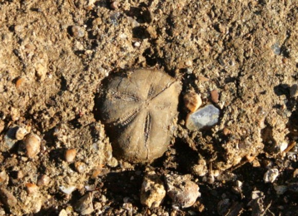 Fossil sea urchin ('shepherd's purse') embedded in mortar at base of foundation trench against east wall of cottage