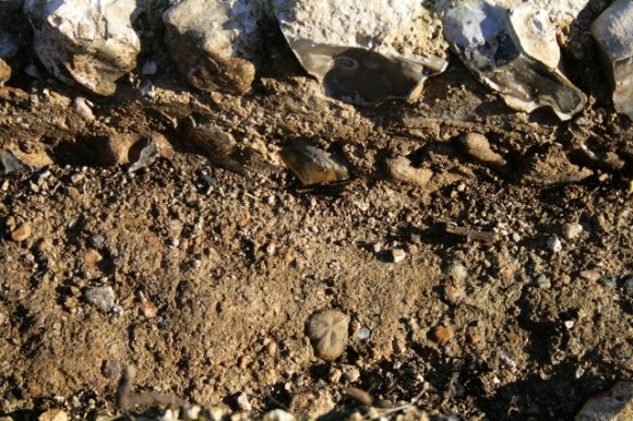 Fossil sea urchin ('shepherd's purse') embedded in mortar at base of foundation trench against east wall of cottage
