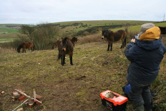 Exmoor ponies visiting dig site
