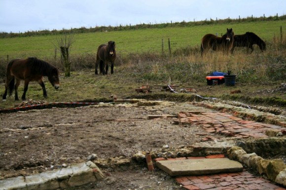 Exmoor ponies visiting dig site