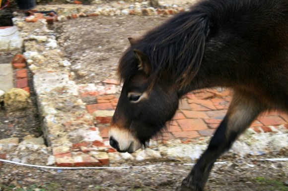 Exmoor ponies visiting dig site