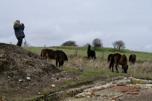 Exmoor ponies visiting dig site
