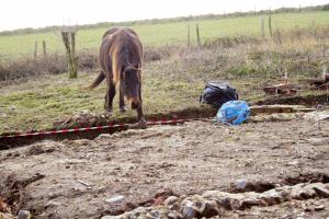 Exmoor ponies visiting dig site; 27th January 2014