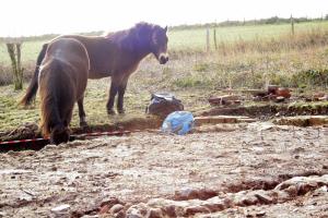 Exmoor ponies visiting dig site; 27th January 2014