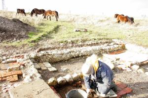 Exmoor ponies visiting dig site; 27th January 2014