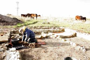 Exmoor ponies visiting dig site; 27th January 2014