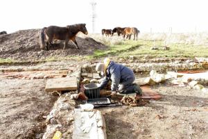 Exmoor ponies visiting dig site; 27th January 2014