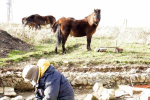 Exmoor ponies visiting dig site; 27th January 2014