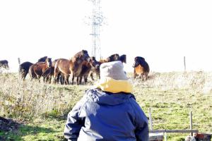 Exmoor ponies visiting dig site; 27th January 2014