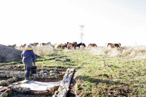 Exmoor ponies visiting dig site; 27th January 2014