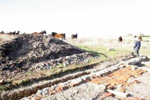 Exmoor ponies visiting dig site; 27th January 2014
