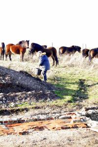 Exmoor ponies visiting dig site; 27th January 2014