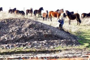 Exmoor ponies visiting dig site; 27th January 2014