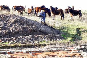 Exmoor ponies visiting dig site; 27th January 2014