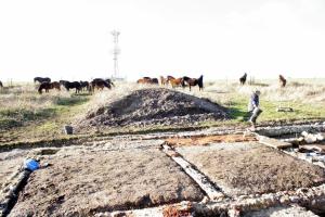 Exmoor ponies visiting dig site; 27th January 2014